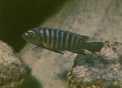 Pseudotropheus sp. 'variable mozambique' Chinuni